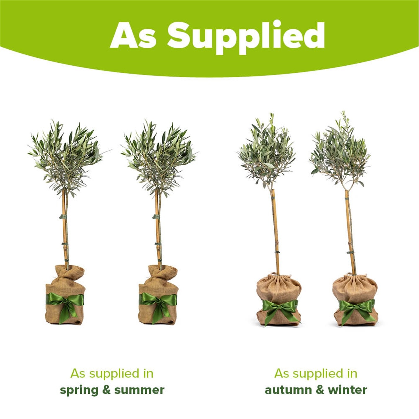 YouGarden Olive Tree Standard 80cm 18cm pot with gift wrap Green