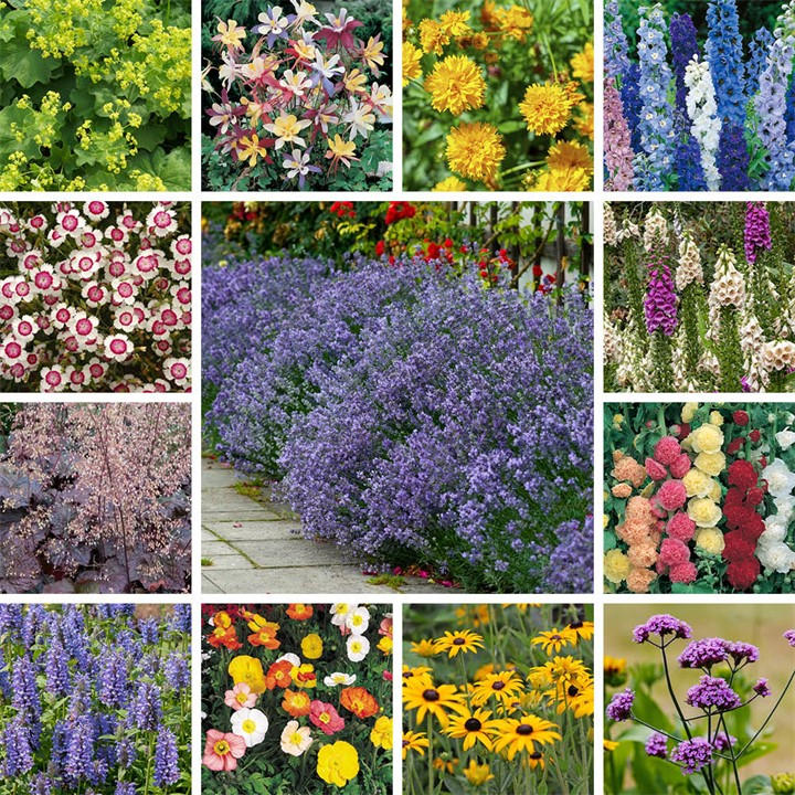 Yougarden Unisex Multi Lavender & Perennial Collection - 24 Plug Plants 24 Plugs