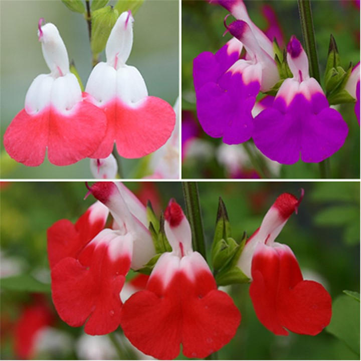 Yougarden Unisex Brown Salvia 'Lips' Collection 3 X 9Cm Size 3 X 9Cm Po
