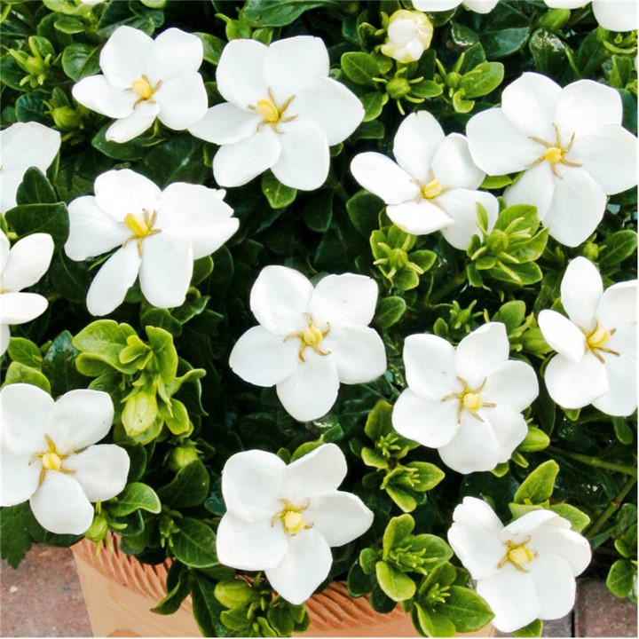 Yougarden Unisex Brown Gardenia (Hardy) Collection 9Cm X 3 Size 3 X 9Cm Po