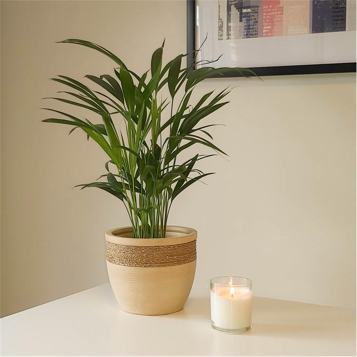 Yougarden Unisex Brown Areca Palm 50-60Cm Tall 14Cm Pot