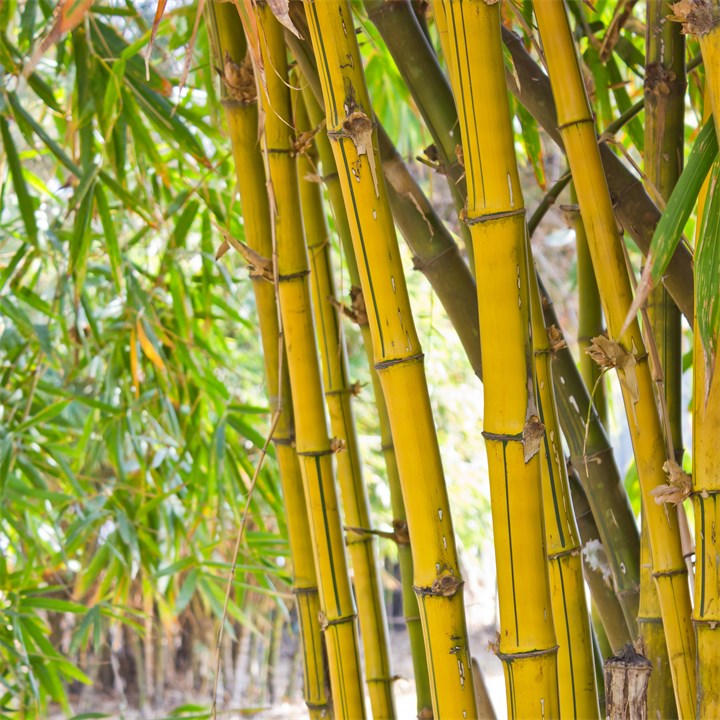 Yougarden Unisex Brown Phyllostachys Aureosulcata Aureocaulis 3L 3L Pot Size 80