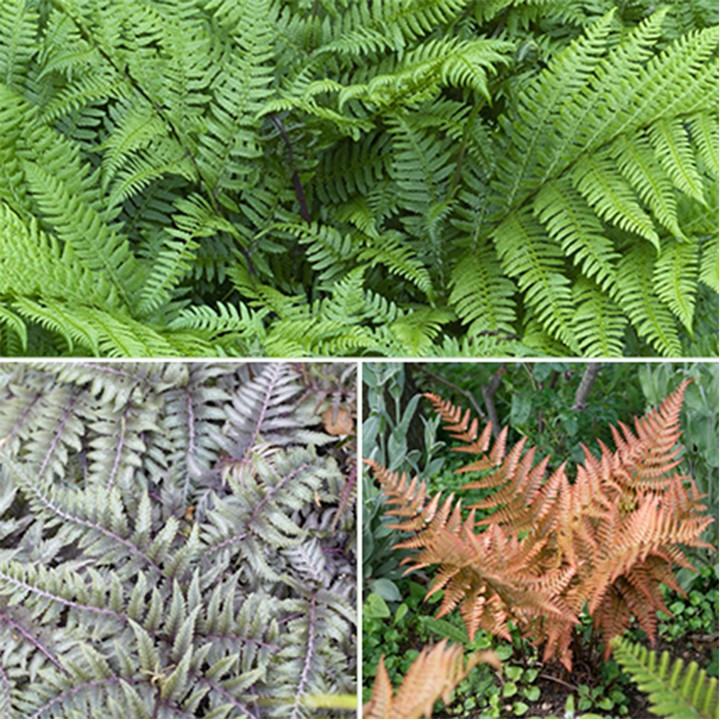 Yougarden Unisex Brown Colourful Hardy Fern Collection 3 X 9Cm Size 3 X 9Cm Po