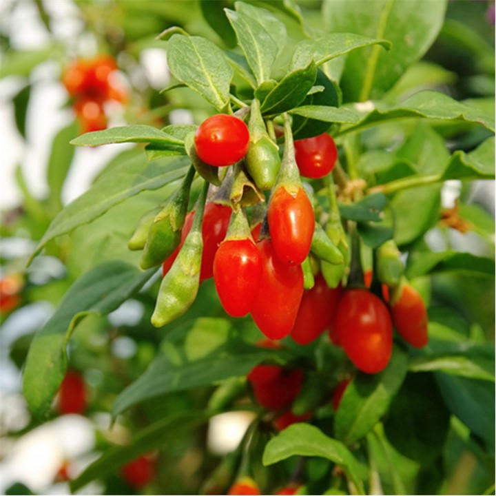 Yougarden Unisex Multi Lycium Barb Sweet Lifeberry Goji Berry 9Cm X3 Size 3 X 9Cm Po