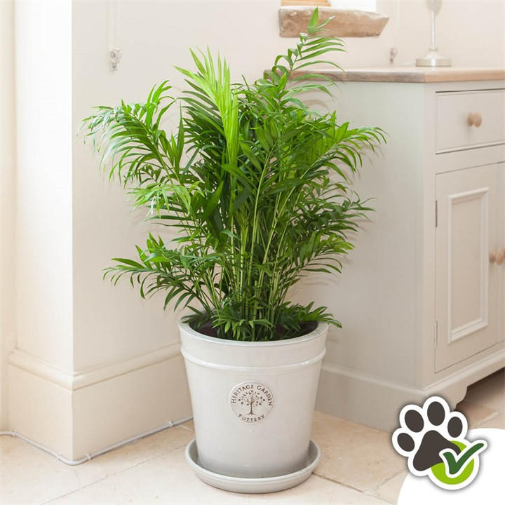 Yougarden Multi Chamaedorea Elegans & Cover Pot - 12Cm Pot