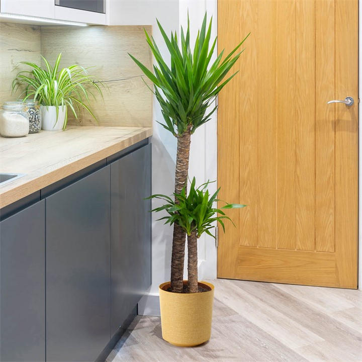 Yougarden Unisex Multi Double Stem Yucca & Cover Pot 17Cm Pot