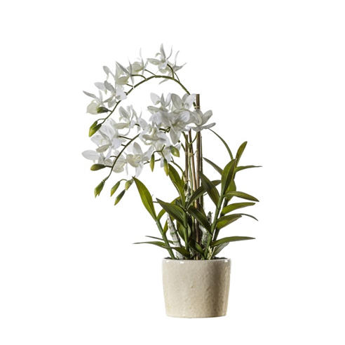 Gallery - Gallery Orchd Cycnch 99