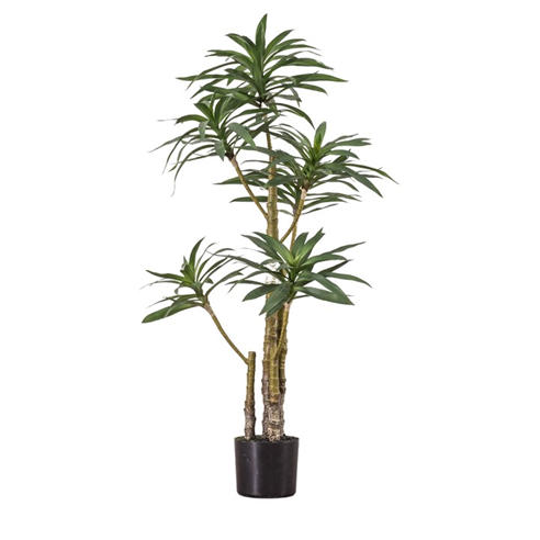 Gallery - Gallery Yucca Tree Hd 99