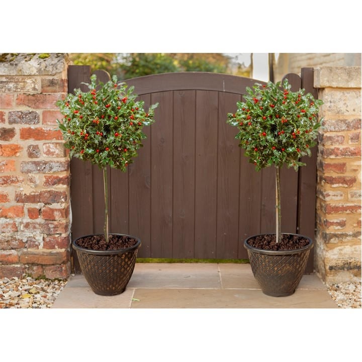Yougarden Unisex Green Pair Of Standard Holly Trees With Decorative Pots 80Cm