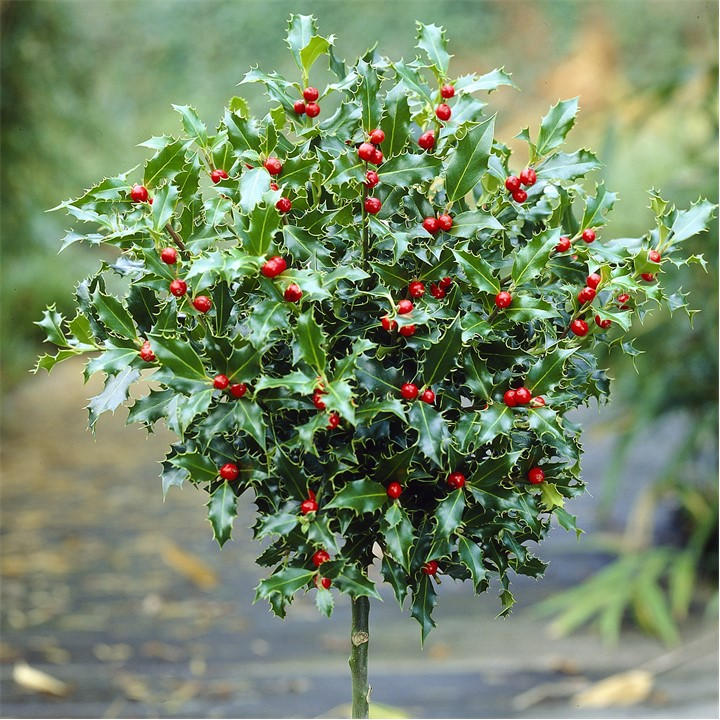 Yougarden Unisex Green Pair Of Standard Holly Trees 80Cm