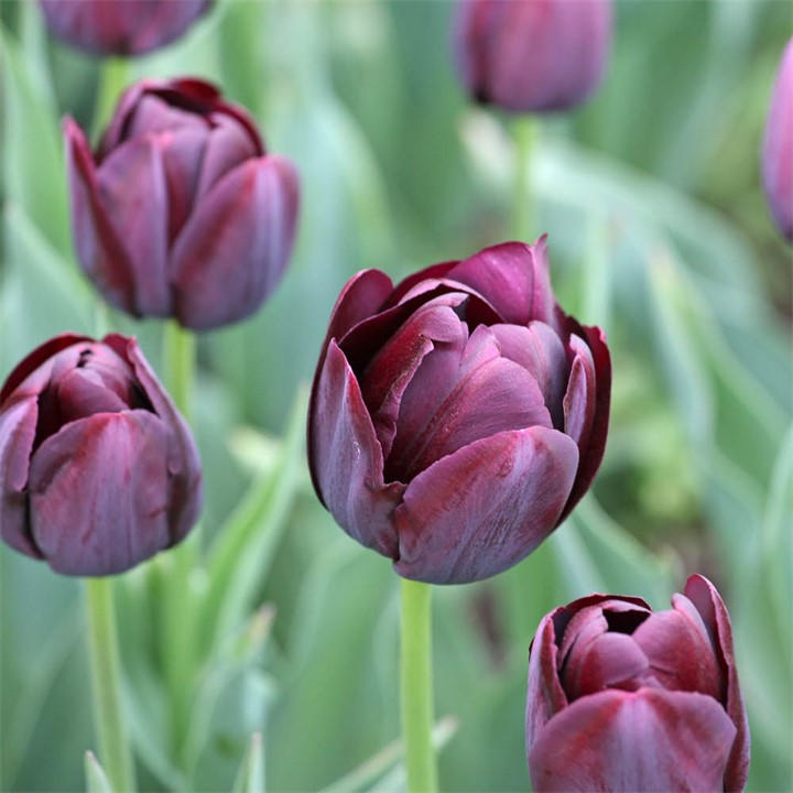 Yougarden Unisex Black Tulip Queen Of The Night /11 15 Bulbs