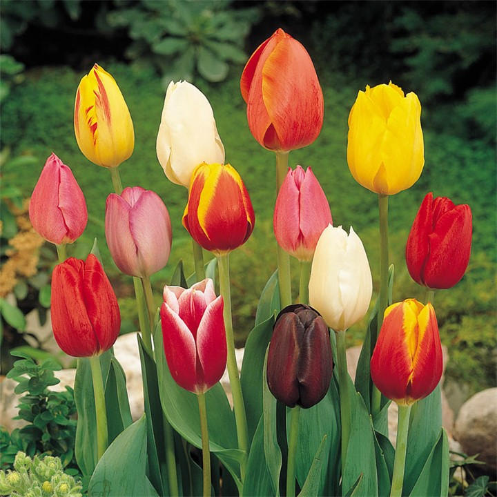 Yougarden Unisex Multi Tulip Triumph Mixed /11 15 Bulbs