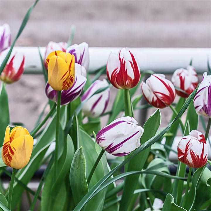 Yougarden Unisex Multi Tulip Rembrandt Mix /11 15 Bulbs