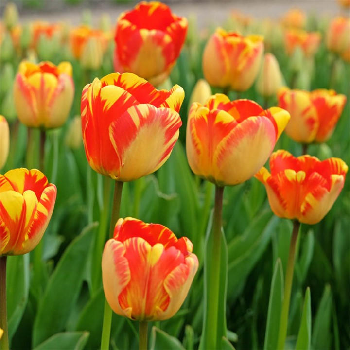 Yougarden Unisex Multi Tulip Banja Luka (24 Bulbs) 24 Bulbs