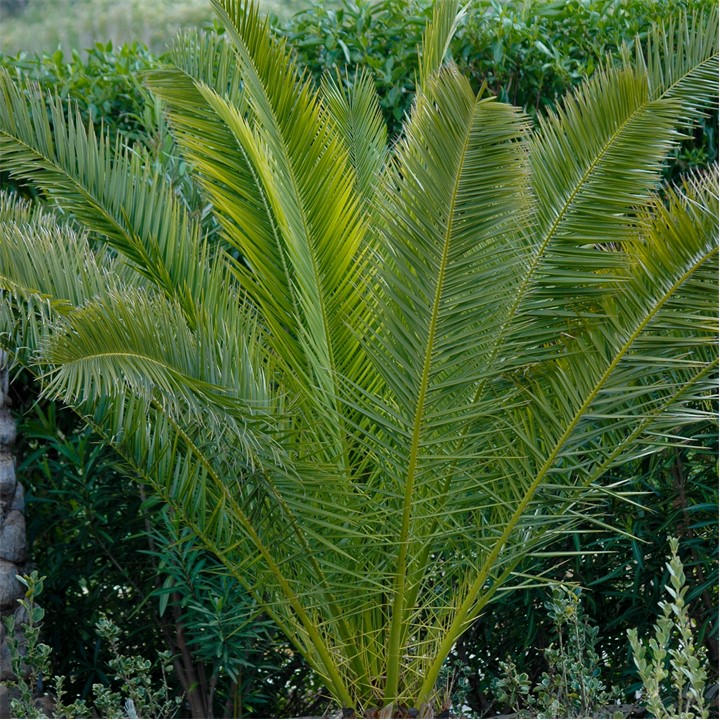 Yougarden Unisex Green Phoenix Canariensis 60-80Cm 14Cm 60-80Cm Ta