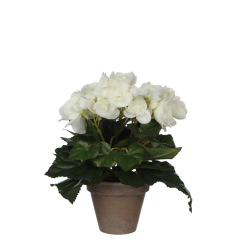 Mica - Begonia in pot Stan grey