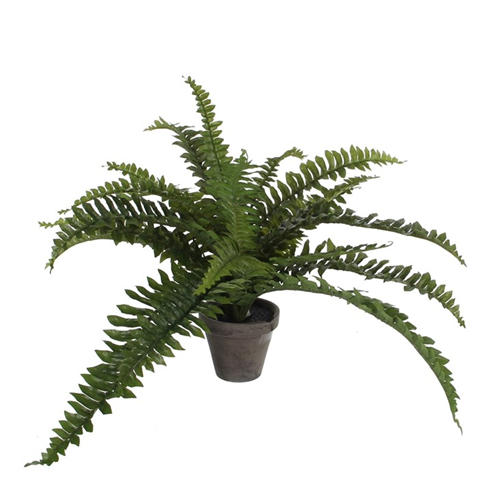 Mica - Boston fern green in pot Stan grey