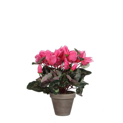 Mica - Cyclamen in pot Stan grey