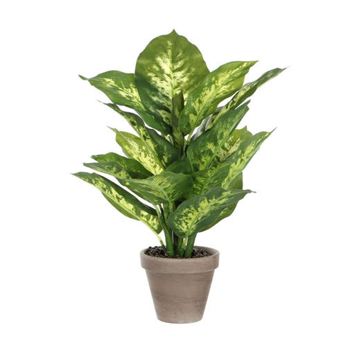 Mica - Dieffenbachia green in pot Stan grey