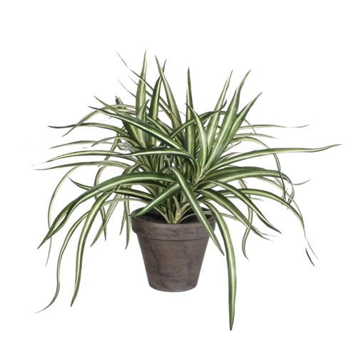 Mica - Dracaena white in pot Stan grey