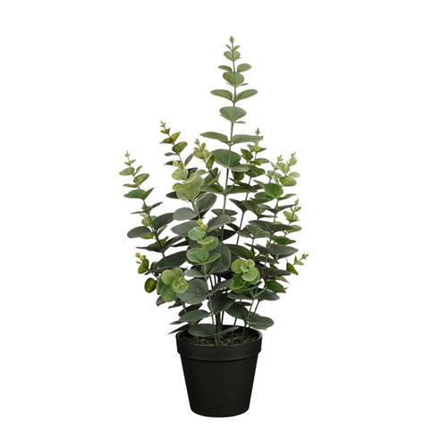 Mica - Eucalyptus in pot green